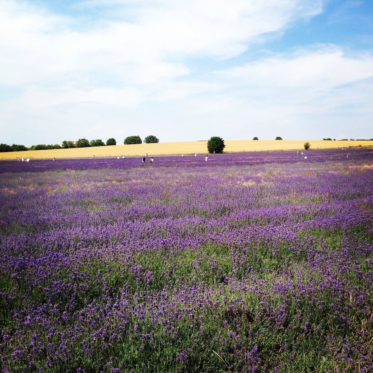 Lavender fields in the UK. Who would have thought?