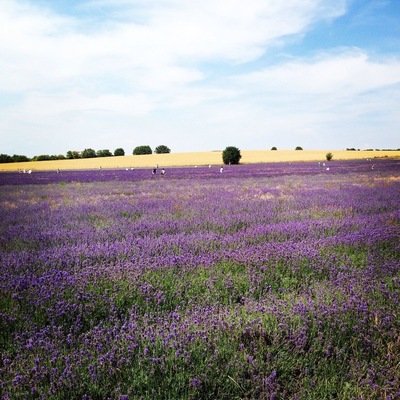 Lavender fields in the UK. Who would have thought?