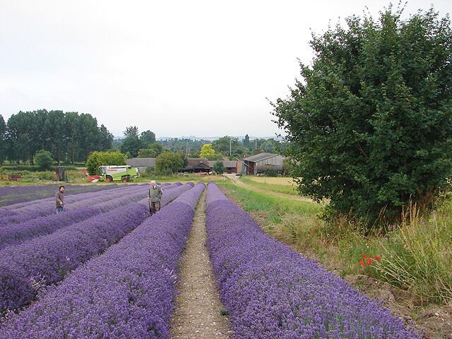 Un campo de lavanda con un camino, un camión verde y un granero al fondo.