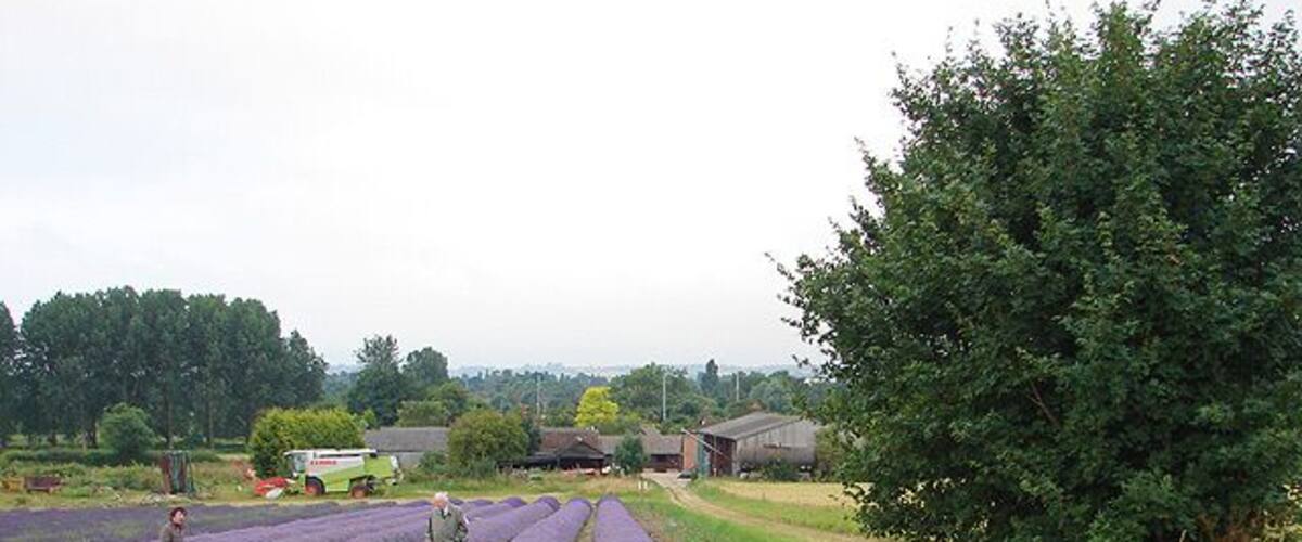 Un campo de lavanda con un camino, un camión verde y un granero al fondo.