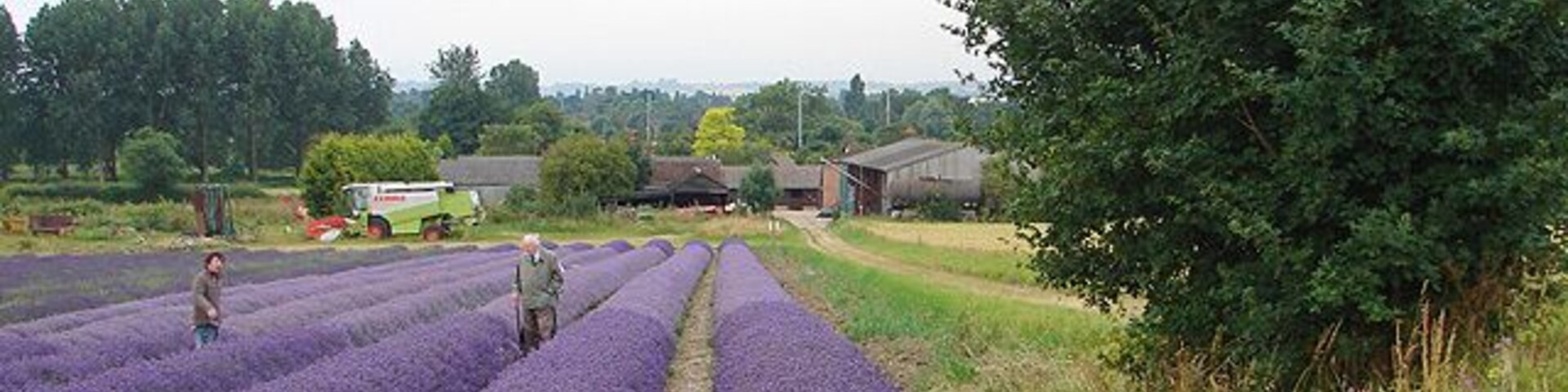 Un campo de lavanda con un camino, un camión verde y un granero al fondo.