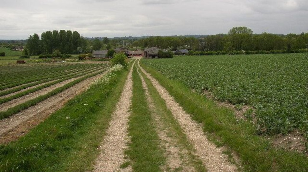 Track to Cadwell, Holwell CP. This is the bridleway that runs straight across the fields from the county boundary at Wilburyhill to Cadwell.