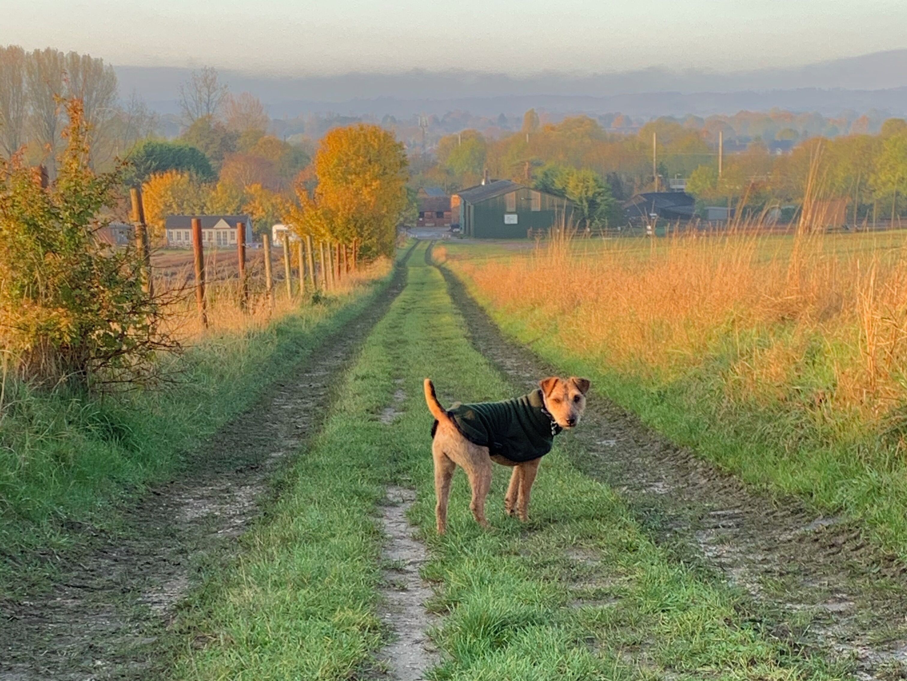 A dog standing on a rural dirt path with fields and houses in the background.
