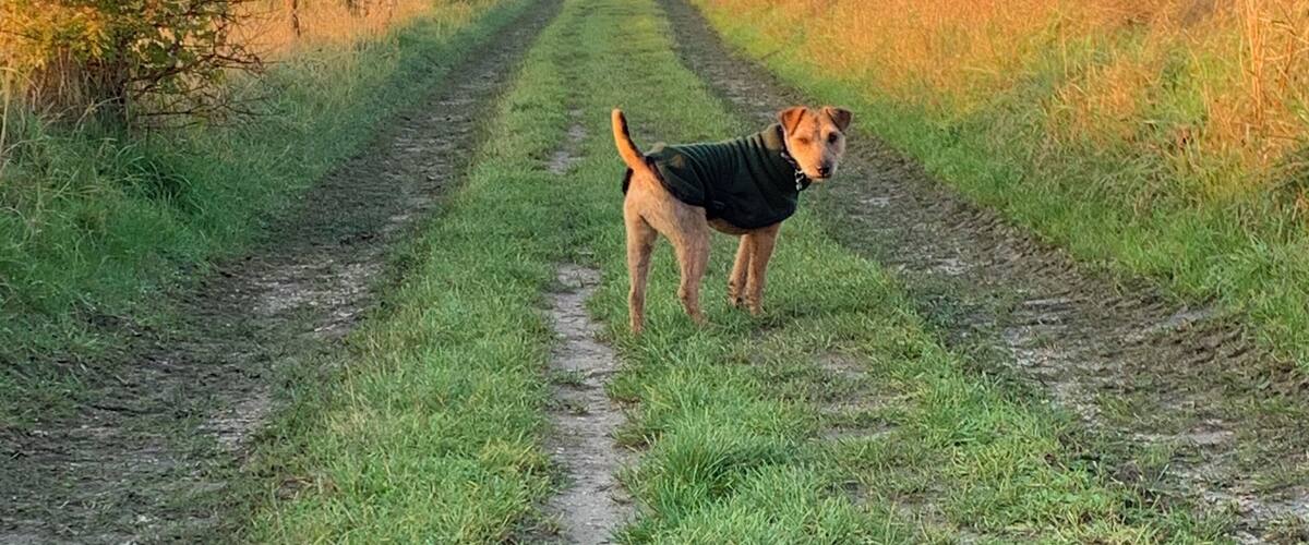 A dog standing on a rural dirt path with fields and houses in the background.