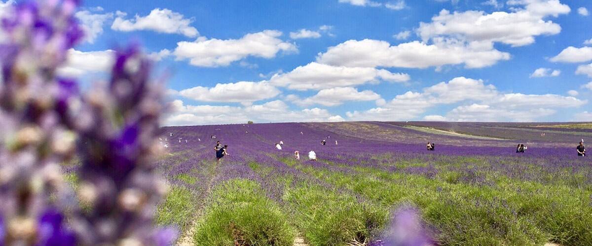 Hitchin Lavender is a lavender farm attraction close to both London and Cambridge.
Around 25 miles of lavender rows which you can walk through and pick your own fresh flowers from.
Aside from the fields of lavender there are also sunflowers and wildflower area.
The farm has some spectacular views of rural Hertfordshire and Bedfordshire and there are many interesting walks surrounding it.