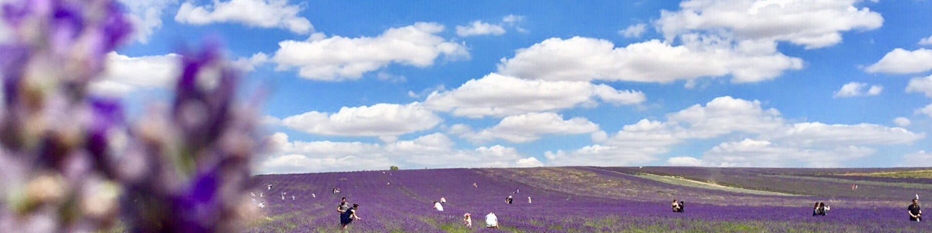 Hitchin Lavender is a lavender farm attraction close to both London and Cambridge.
Around 25 miles of lavender rows which you can walk through and pick your own fresh flowers from.
Aside from the fields of lavender there are also sunflowers and wildflower area.
The farm has some spectacular views of rural Hertfordshire and Bedfordshire and there are many interesting walks surrounding it.