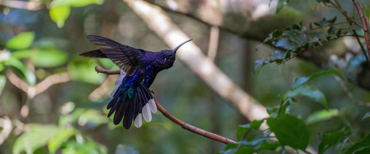 A hummingbird perched on a branch in a forest.