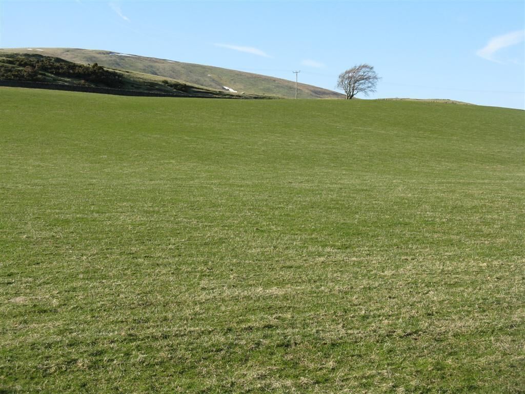 Beech tree near Paties Hill Good pasture, but with as yet little spring growth.