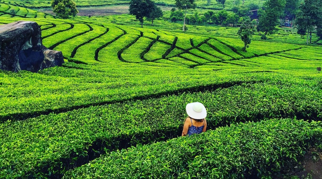 The south of Bandung offers a distinct type of beauty – rolling green landscapes of tea plantations with tropical rainforest and hills in the distance. It might be a long drive, and one filled with congestion especially during the weekends, but it’s one worth taking if you’re already in Bandung.
