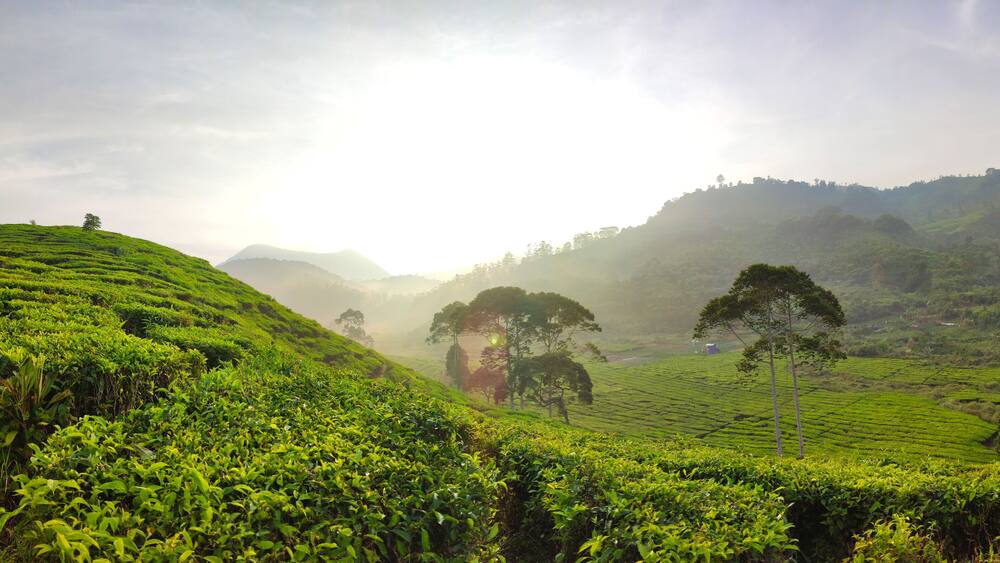A lush tea plantation with rolling hills and scattered trees.