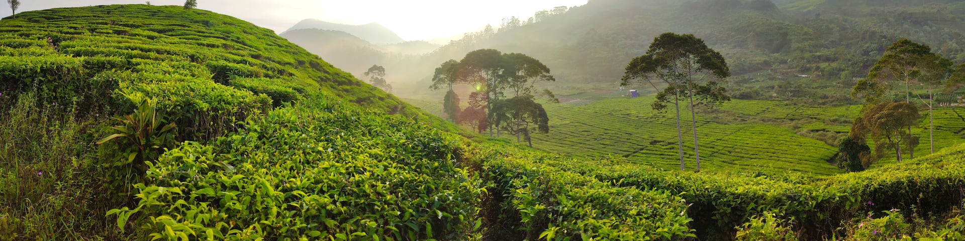 Beautiful Tea plantation landscape in the morning