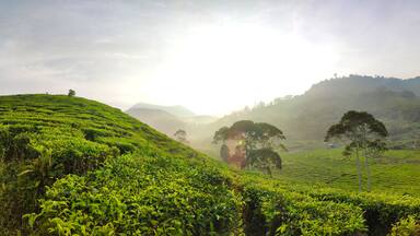 Beautiful Tea plantation landscape in the morning