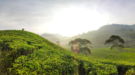 Beautiful Tea plantation landscape in the morning