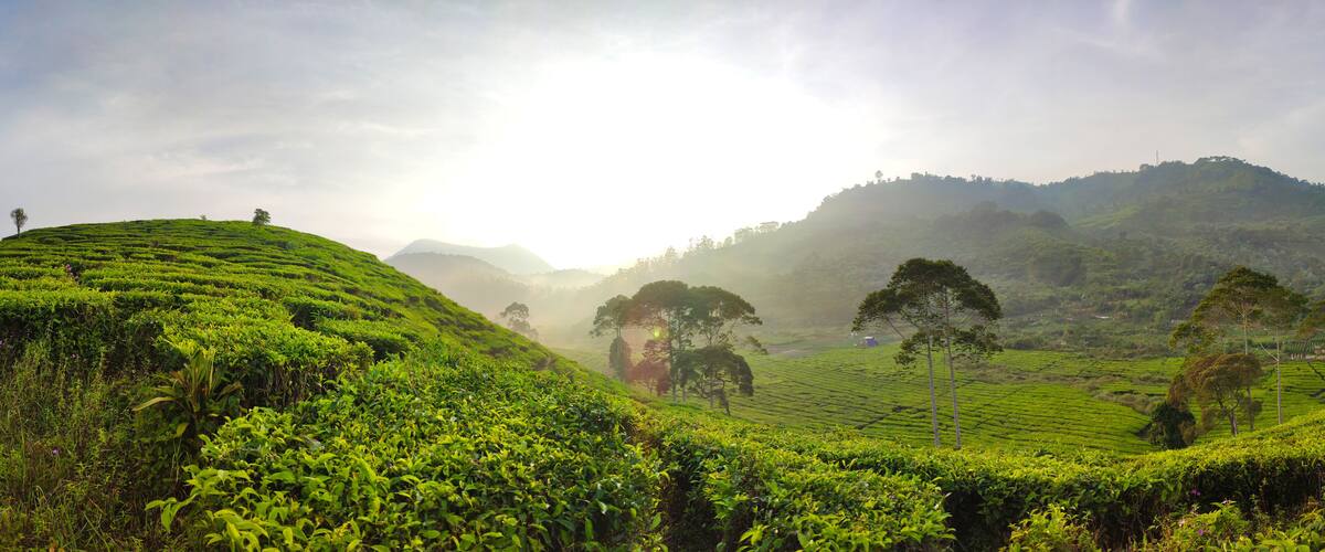 A lush tea plantation with rolling hills and scattered trees.