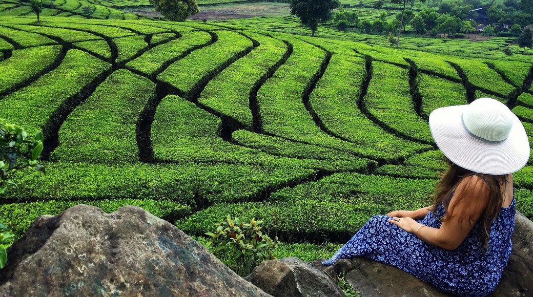 Just Chilling and Enjoying the View of the Beautiful Tea Plantation 🍃☕️🍃