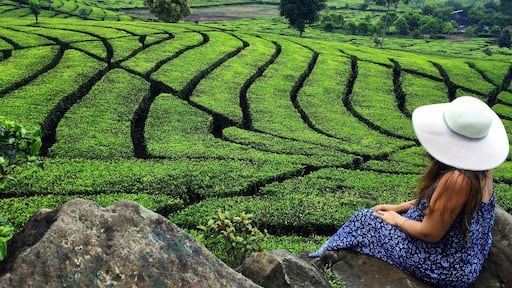 Just Chilling and Enjoying the View of the Beautiful Tea Plantation 🍃☕️🍃