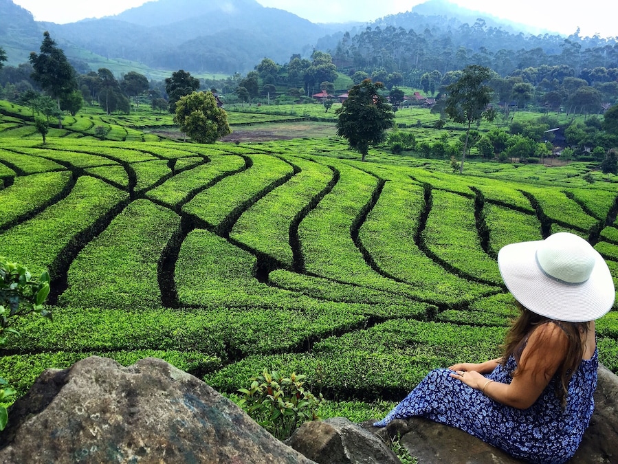 Just Chilling and Enjoying the View of the Beautiful Tea Plantation 🍃☕️🍃