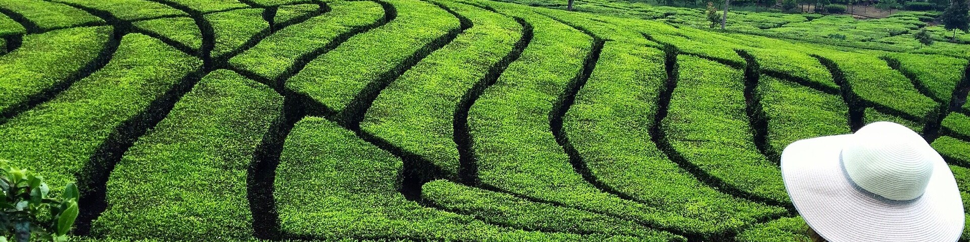 Just Chilling and Enjoying the View of the Beautiful Tea Plantation 🍃☕️🍃