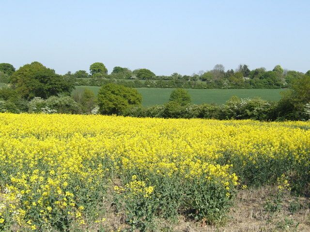View north of Jockey's Lane A typical view of Suffolk countryside in spring.