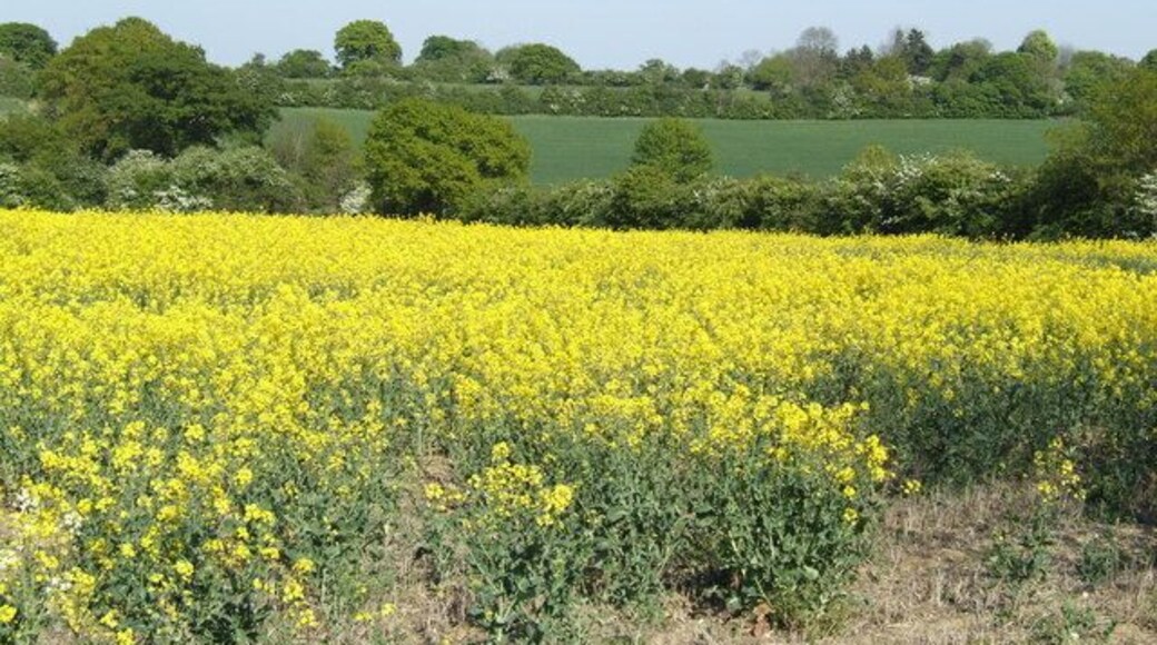 View north of Jockey's Lane A typical view of Suffolk countryside in spring.