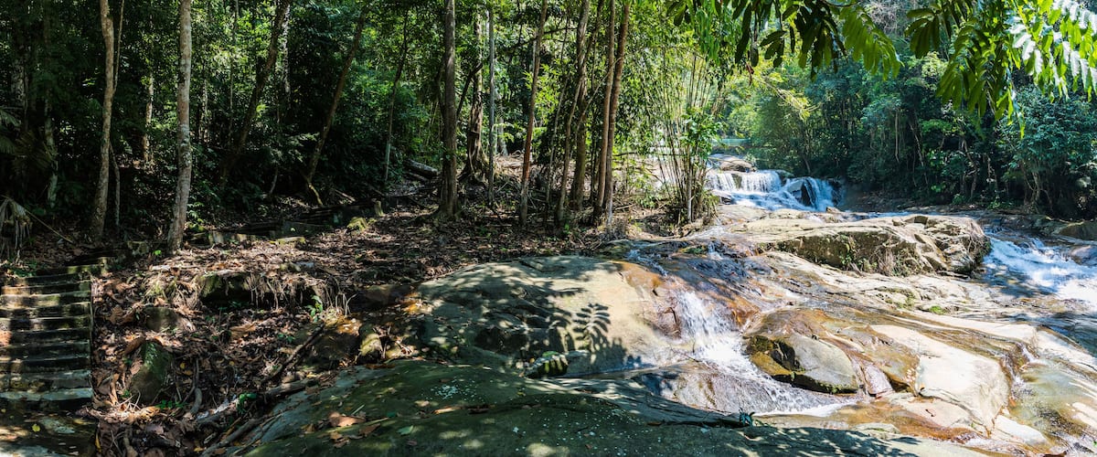 A forest with a waterfall and a rocky stream.