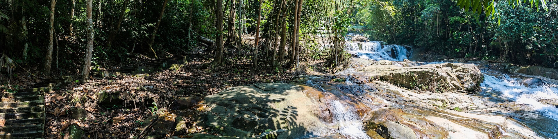 A forest with a waterfall and a rocky stream.