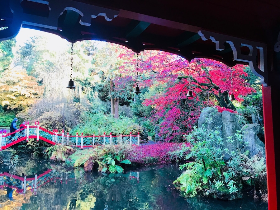 This amazing Victorian garden was created by James Bateman for his collection of plants from around the world. A visit takes you on a global journey from Italy to the pyramids of Egypt, a Victorian vision of China and a re-creation of a Himalayan glen.
The garden features collections of rhododendrons, summer bedding displays, a stunning Dahlia Walk in late summer and the oldest surviving golden larch in Britain, brought from China in the 1850s.
The Geological Gallery shows how Bateman's interests went beyond botany. Opened in 1862 the unique hallway is a Victorian attempt to reconcile geology and theology.
There are narrow gravel paths and over 400 steps throughout the garden.
