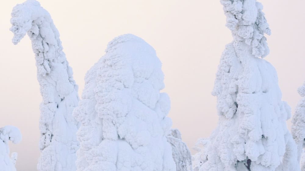 When snow covered trees turn into special creatures :)