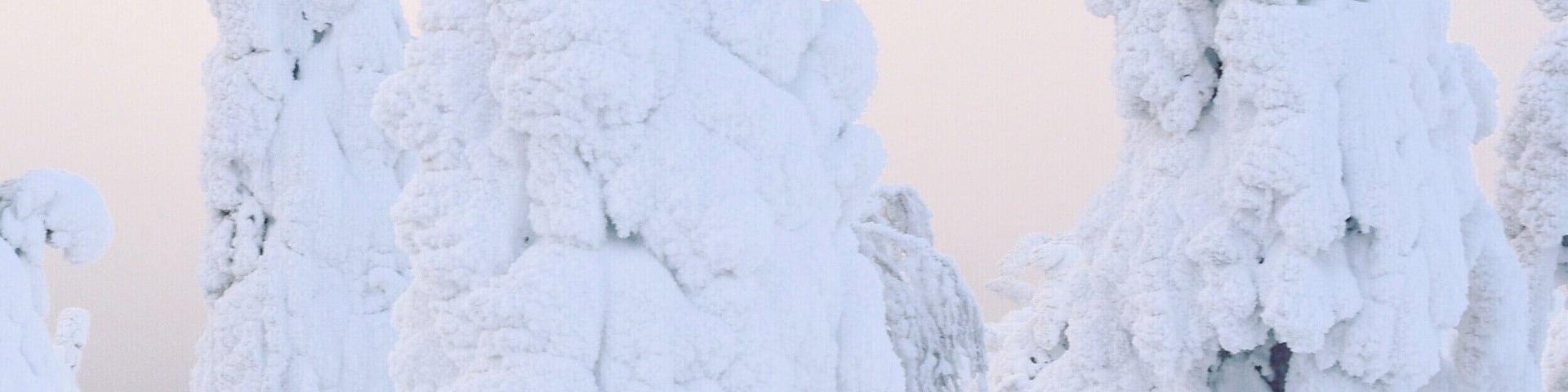 When snow covered trees turn into special creatures :)