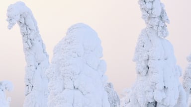 When snow covered trees turn into special creatures :)