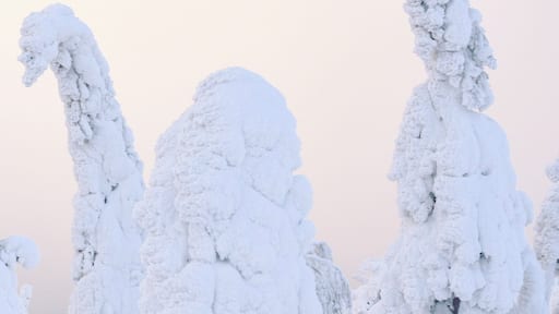 When snow covered trees turn into special creatures :)
