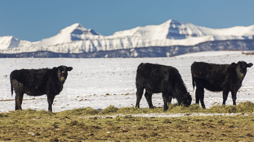Cattle In Snow Covered Field Feeding On Hay With Snow Covered Mountains In The Background With Blue Sky; Longview, Alberta, Canada