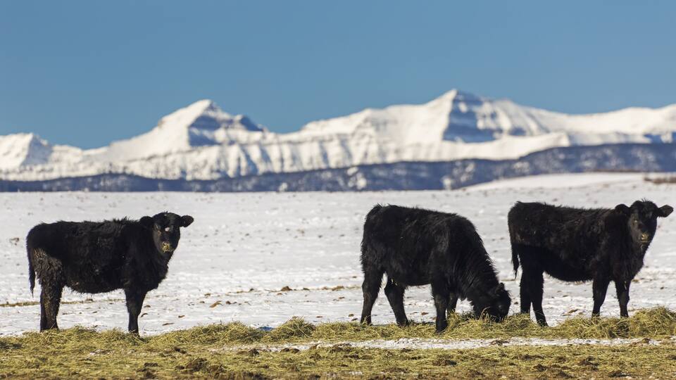 Three black cows grazing in a snowy field with a mountain range in the background.