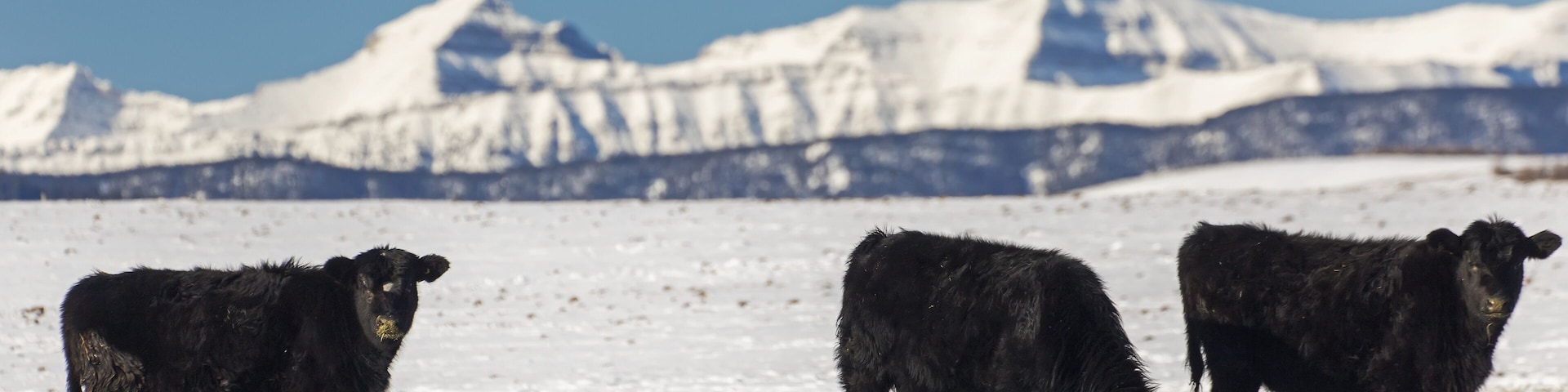 Cattle In Snow Covered Field Feeding On Hay With Snow Covered Mountains In The Background With Blue Sky; Longview, Alberta, Canada