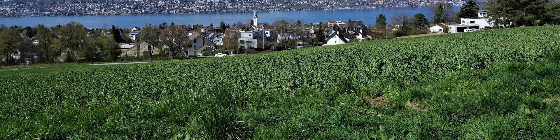 A vineyard, a lake, and a town with a church steeple in the distance.