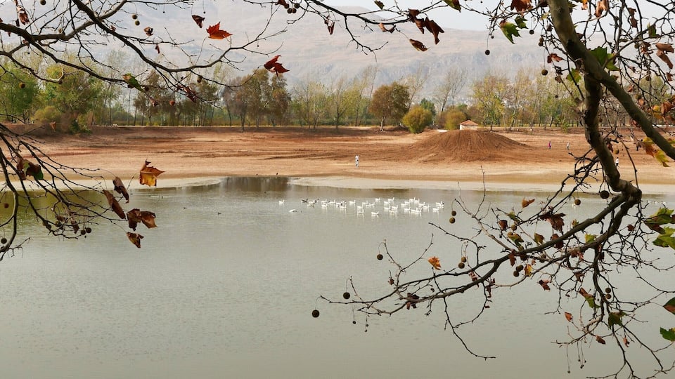 A calm lake with ducks, surrounded by trees and a distant hill.
