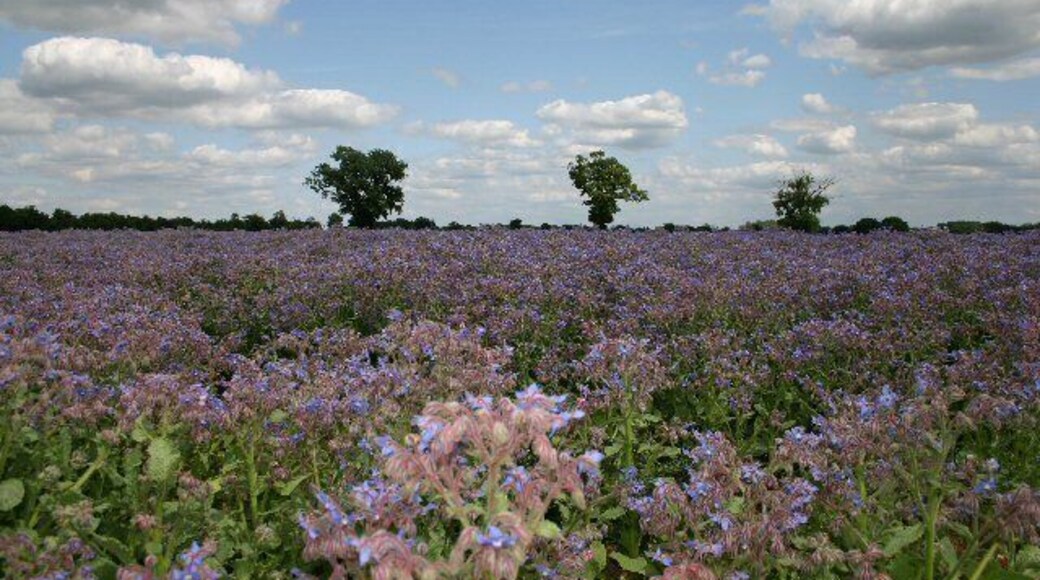 A large field at Alpheton planted with borage (also known as starflower, or common bugloss). Its seed is harvested in the Autumn and the oil is mainly used by the pharmaceutical industry.