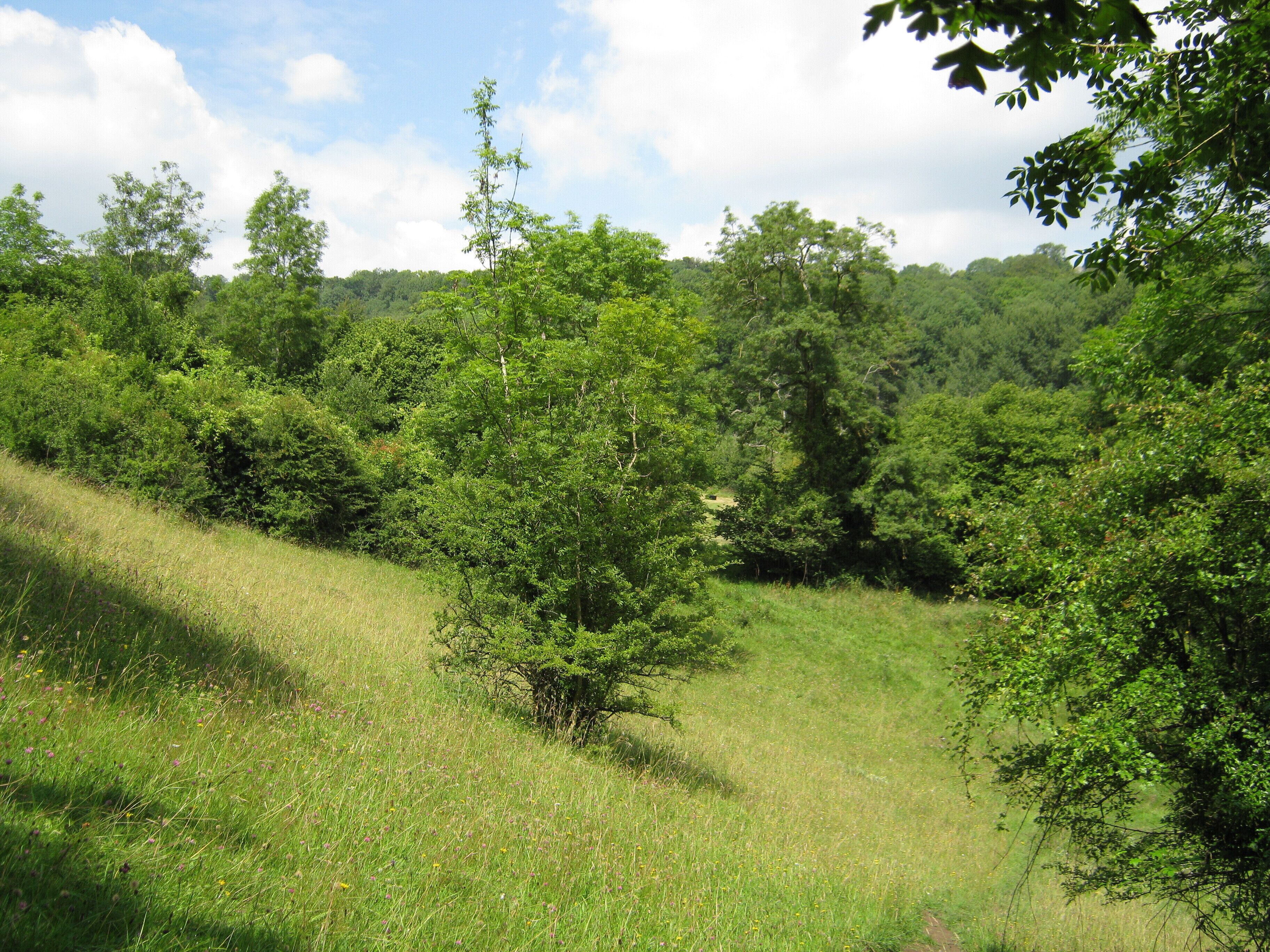 A lush green landscape with a variety of trees and a grassy hill.