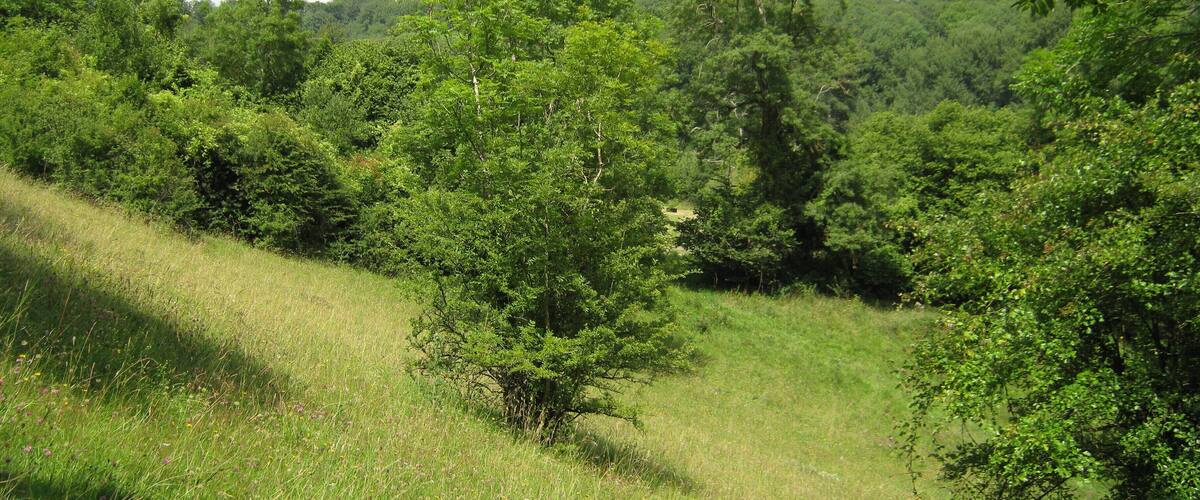 A lush green landscape with a variety of trees and a grassy hill.