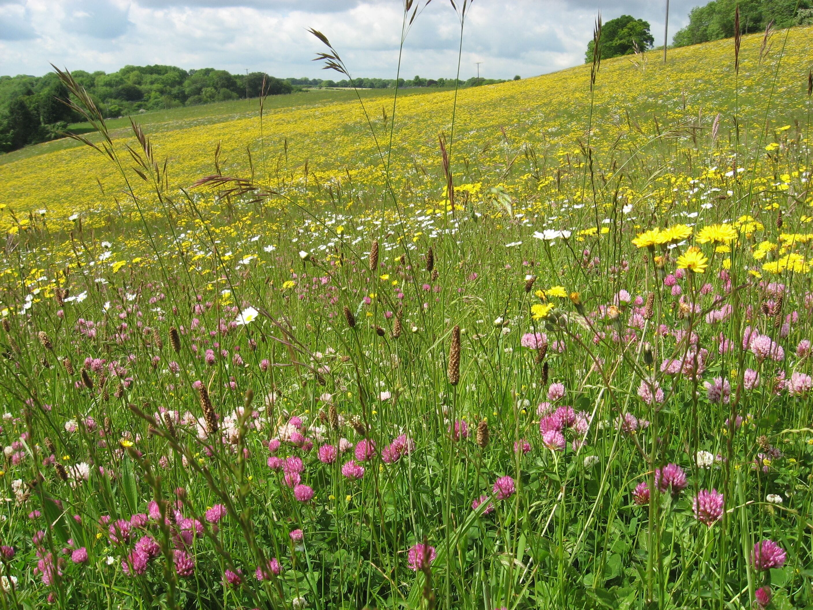 Flowers near Combe Hay.