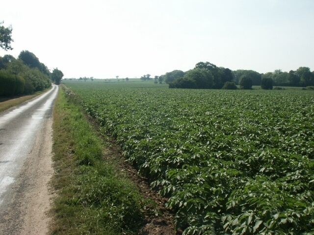 Farmland, Clippesby. Looking back towards the Billockby-Potter Heigham road.