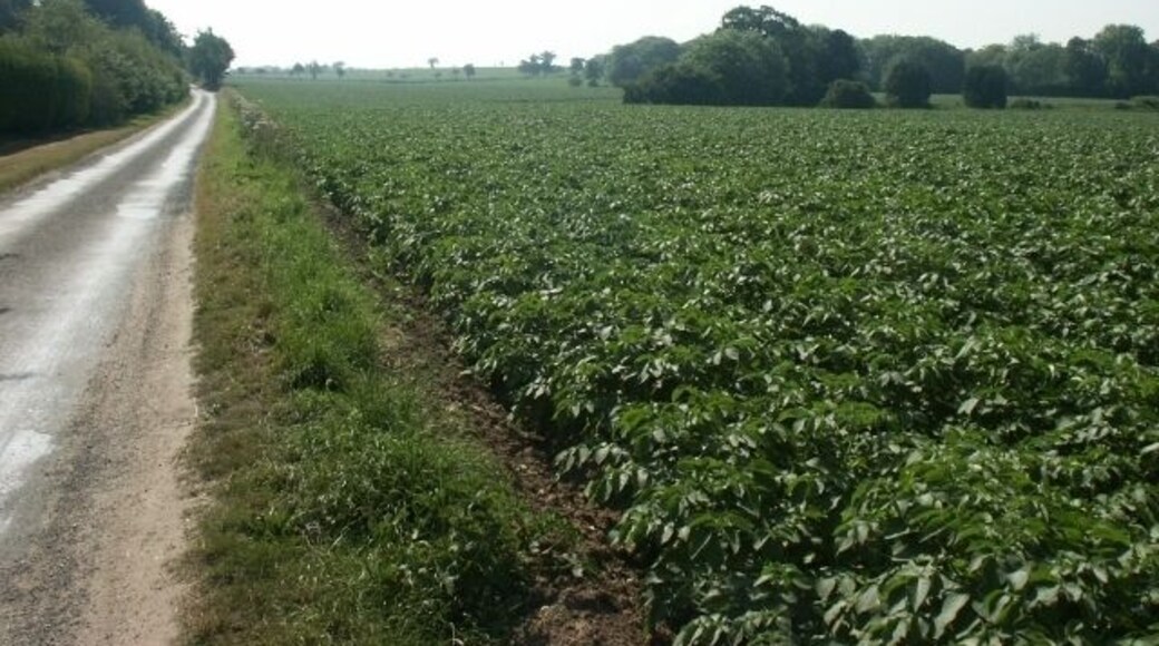 Farmland, Clippesby. Looking back towards the Billockby-Potter Heigham road.