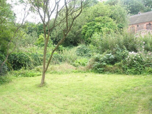 Zona verde con un árbol y abundante follaje.