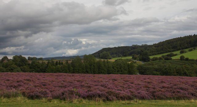 Moorland and escarpment near Fairy Call Beck The hills to the right are part of the limestone escarpment near Spaunton, which forms an almost continuous line from Scarborough to Sutton Bank.