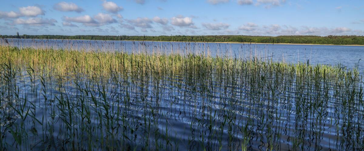 A calm lake with tall grasses in the foreground and a clear sky with scattered clouds in the background.