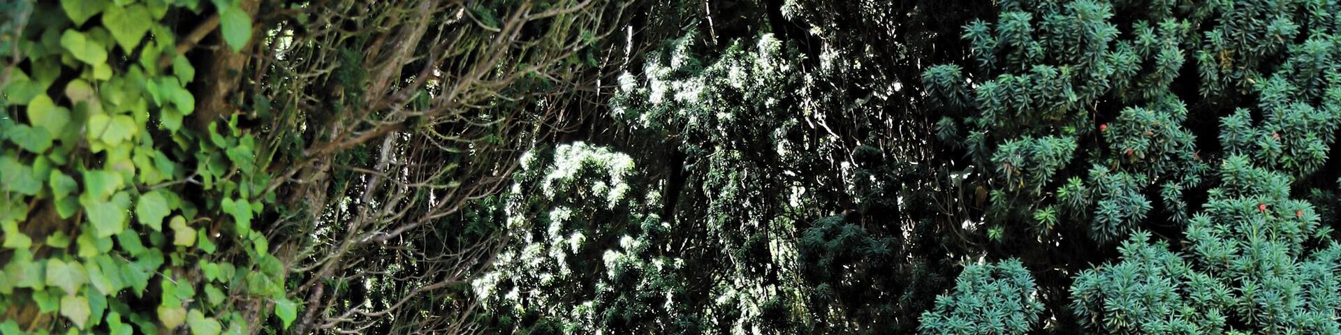 Yew tree avenue of the churchyard paved path at the north of the Grade II* listed St Mary the Virgin's Church in Woodnesborough, Kent, England. Camera: Canon EOS 6D Mark II with Canon EF 24-105mm F4L IS USM lens. Software: File lens-corrected, optimized, perhaps cropped, with DxO OpticsPro 11 Elite, and likely further optimized with Adobe Photoshop CS2.