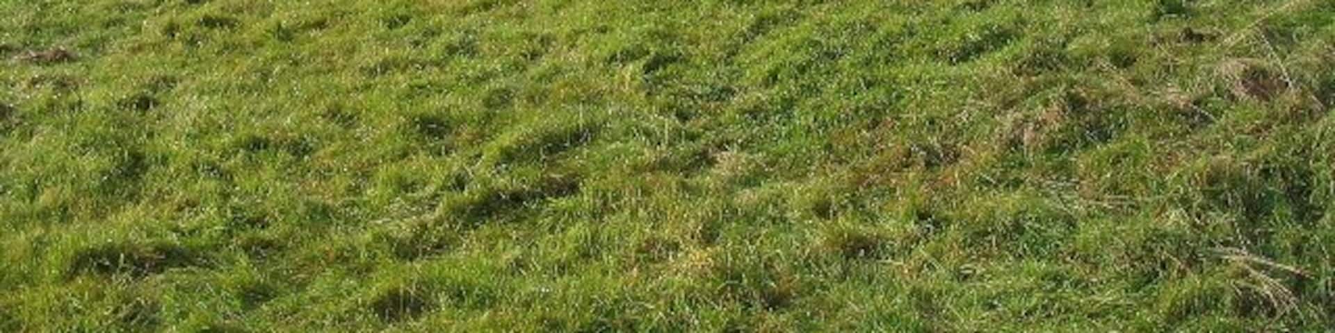 Farmland south of Frog Lane A view over a gate in Frog Lane, south of Balsall Common. The electricity pylons are in SP2375.