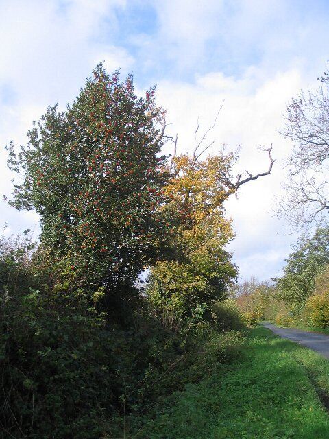 Holly in Frog Lane A nice crop of berries on the holly in Frog Lane, south of Balsall Common. It must be lost, Holly Lane is just down the road.