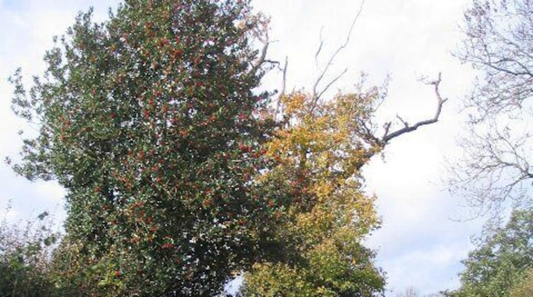 Holly in Frog Lane A nice crop of berries on the holly in Frog Lane, south of Balsall Common. It must be lost, Holly Lane is just down the road.