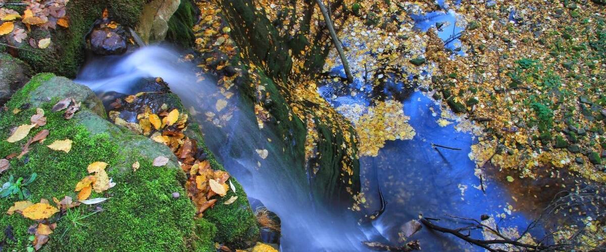 A stream flowing over rocks with autumn leaves and moss.